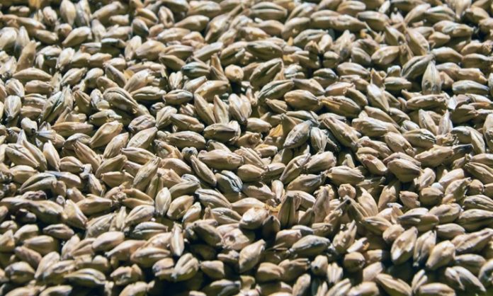 Dayanıklı Tahıl Arpanın Küresel Önemi ve Geleceğe Bakışı Arpa, insanlık tarihinin en eski tarım ürünlerinden biri olarak bugün de hem gıda hem de hayvancılık sektöründe stratejik bir rol oynamaya devam ediyor. Kuraklığa ve soğuk iklimlere karşı görece dayanıklı yapısıyla bilinen Arpa, özellikle iklim belirsizliklerinin arttığı günümüzde yeniden daha fazla ilgi görmeye başladı. Ekmeklik buğday kadar yaygın tüketilmese de bira üretiminden hayvan yemine, geleneksel mutfaklardan modern gıda sanayisine kadar geniş bir kullanım alanına sahip olması, arpayı vazgeçilmez kılıyor. Konulu bir haber görseli.