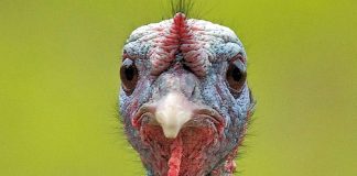 Hindi Etinin Yükselen Popülerliği Sağlıklı Beslenmeden Sürdürülebilir Üretime Hindi eti, son yıllarda sağlıklı beslenme trendlerinin etkisiyle giderek daha fazla ilgi gören bir hayvansal protein kaynağı haline geldi. Düşük yağ oranı, yüksek protein değeri ve hafif tadıyla öne çıkan hindi eti, özellikle diyet yapan bireyler ve sporcular tarafından tercih ediliyor. Geleneksel olarak bazı özel günlerle özdeşleşmiş olsa da günümüzde hindi eti artık günlük beslenme rutinlerinde de daha sık yer buluyor. Konulu bir haber görseli.