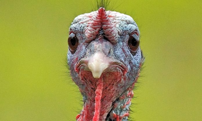 Hindi eti, son yıllarda sağlıklı beslenme trendlerinin etkisiyle giderek daha fazla ilgi gören bir hayvansal protein kaynağı haline geldi. Düşük yağ oranı, yüksek protein değeri ve hafif tadıyla öne çıkan hindi eti, özellikle diyet yapan bireyler ve sporcular tarafından tercih ediliyor. Geleneksel olarak bazı özel günlerle özdeşleşmiş olsa da günümüzde hindi eti artık günlük beslenme rutinlerinde de daha sık yer buluyor. Konulu bir haber görseli.