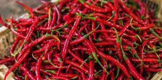 Kırmızı biber, mutfak kültürünün en dikkat çekici ve en yaygın kullanılan ürünlerinden biri olarak hem rengi hem de aromasıyla öne çıkar. Tatlıdan acıya uzanan geniş lezzet skalası sayesinde kırmızı biber, farklı damak zevklerine hitap edebilen nadir gıda ürünleri arasında yer alır. Dünya mutfaklarında önemli bir yere sahip olan bu ürün, sadece yemeklere tat katmakla kalmaz, aynı zamanda görsel açıdan da sofralara canlılık kazandırır. Konulu bir haber görseli.