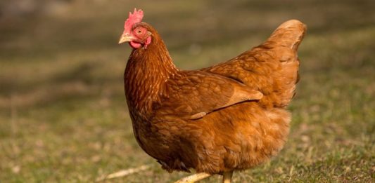 Serbest Gezen Tavuk Yumurtası Doğal Beslenmenin Güvenilir Tercihi Serbest gezen tavuk yumurtası, son yıllarda doğal ve sağlıklı beslenmeye yönelen tüketicilerin en çok tercih ettiği gıdalar arasında yer alıyor. Üretim sürecinde tavukların açık alanda dolaşabilmesi, doğal yemlerle beslenmesi ve daha stressiz bir ortamda yetişmesi, bu yumurtaların besin değerini ve algılanan kalitesini artırıyor. Geleneksel yumurta üretimine kıyasla daha doğal koşullarda elde edilen serbest gezen tavuk yumurtası, sofralarda güven duygusuyla tüketilen bir ürün haline gelmiş durumda. Konulu bir haber görseli.
