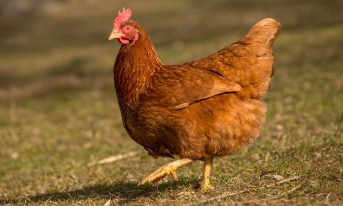 Serbest gezen tavuk yumurtası, son yıllarda doğal ve sağlıklı beslenmeye yönelen tüketicilerin en çok tercih ettiği gıdalar arasında yer alıyor. Üretim sürecinde tavukların açık alanda dolaşabilmesi, doğal yemlerle beslenmesi ve daha stressiz bir ortamda yetişmesi, bu yumurtaların besin değerini ve algılanan kalitesini artırıyor. Geleneksel yumurta üretimine kıyasla daha doğal koşullarda elde edilen serbest gezen tavuk yumurtası, sofralarda güven duygusuyla tüketilen bir ürün haline gelmiş durumda. Konulu bir haber görseli.