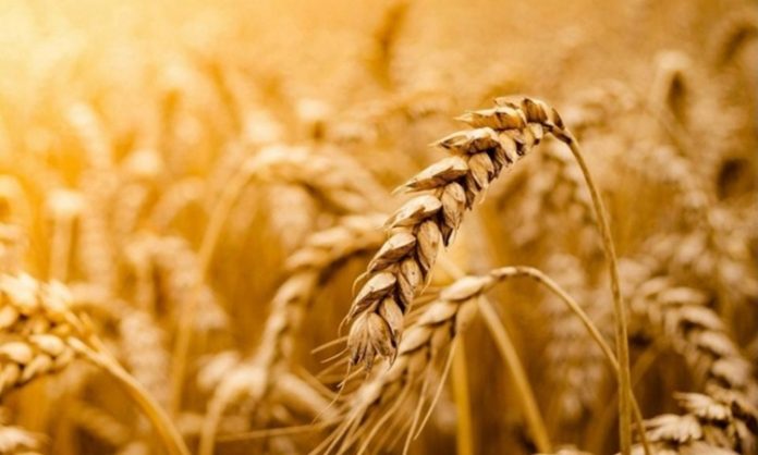 Tam Tahıllı Beslenme Sağlıklı Yaşamın Güçlü Destekçisi Oluyor Sağlıklı yaşam arayışı, günümüzde yalnızca kilo kontrolüyle sınırlı kalmıyor; uzun vadeli sağlık, enerji dengesi ve yaşam kalitesi de bu arayışın önemli parçaları haline geliyor. Bu süreçte beslenme alışkanlıkları yeniden şekillenirken, tam tahıllı beslenme giderek daha fazla öne çıkan bir yaklaşım olarak dikkat çekiyor. Rafine edilmiş gıdaların yoğun tüketiminin yol açtığı sağlık sorunları, bireyleri daha doğal ve besleyici seçeneklere yönlendiriyor. Konulu bir haber görseli.