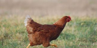 Tavuk Etinin Günlük Beslenmedeki Yeri Sağlıktan Ekonomiye Tavuk eti, dünya genelinde en çok tüketilen hayvansal protein kaynaklarından biri olarak öne çıkıyor. Uygun fiyatlı olması, kolay bulunabilirliği ve farklı pişirme yöntemlerine uyum sağlaması sayesinde tavuk eti, hem ev mutfaklarının hem de gıda sektörünün vazgeçilmez ürünleri arasında yer alıyor. Son yıllarda artan sağlıklı yaşam bilinciyle birlikte tüketiciler, yağ oranı düşük ve protein değeri yüksek besinlere yönelirken tavuk eti bu beklentilere güçlü bir şekilde karşılık veriyor. Konulu bir haber görseli.