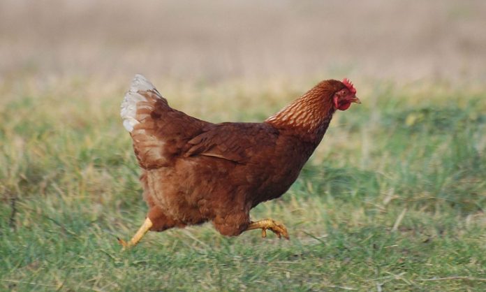 Tavuk Etinin Günlük Beslenmedeki Yeri Sağlıktan Ekonomiye Tavuk eti, dünya genelinde en çok tüketilen hayvansal protein kaynaklarından biri olarak öne çıkıyor. Uygun fiyatlı olması, kolay bulunabilirliği ve farklı pişirme yöntemlerine uyum sağlaması sayesinde tavuk eti, hem ev mutfaklarının hem de gıda sektörünün vazgeçilmez ürünleri arasında yer alıyor. Son yıllarda artan sağlıklı yaşam bilinciyle birlikte tüketiciler, yağ oranı düşük ve protein değeri yüksek besinlere yönelirken tavuk eti bu beklentilere güçlü bir şekilde karşılık veriyor. Konulu bir haber görseli.